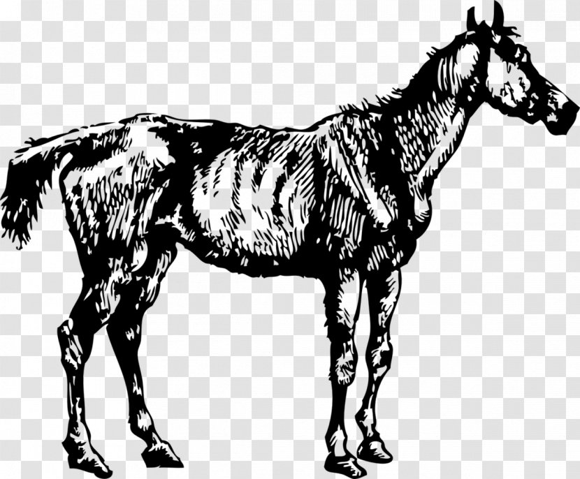 Horse - Mare - Stallion Blackandwhite Transparent PNG