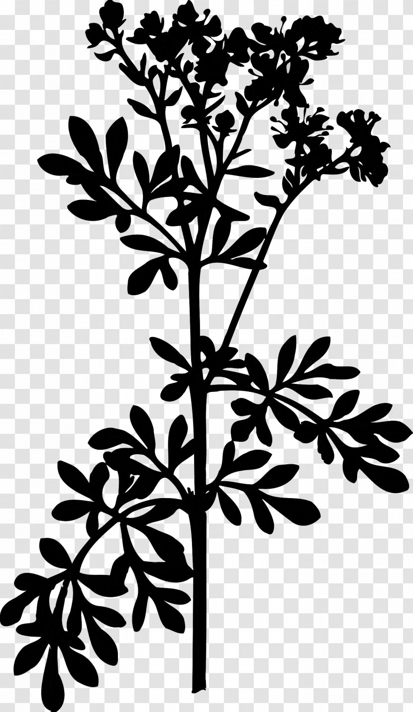 Medicinal Plants Common Rue Flora Plant Stem - Leaf - Pedicel Transparent PNG