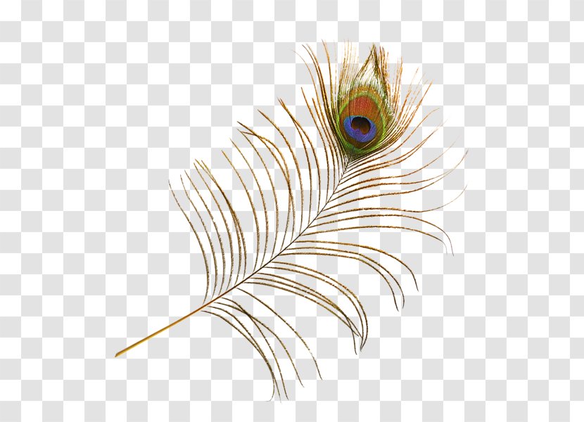 Bird Feather Peafowl - Peacock Transparent PNG