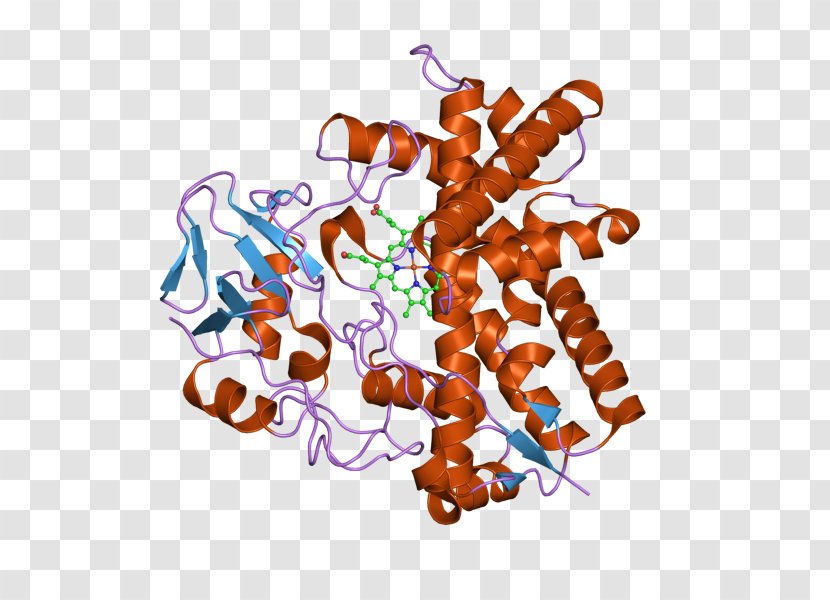 Protein Tyrosine Phosphatase, Non-receptor Type 7 PTPN7 PTPN22 Keyword Tool - Tree - Hexanitrohexaazaisowurtzitane Transparent PNG