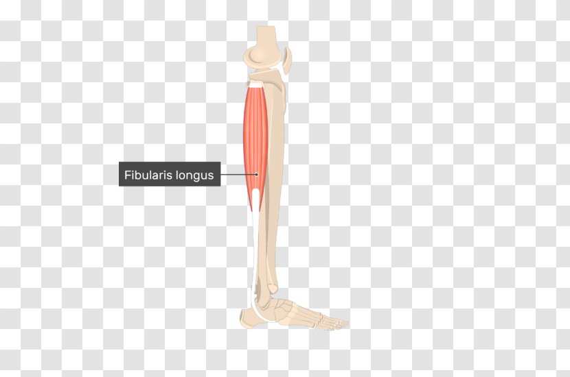 Peroneus Longus Fibularis Muscles Brevis Adductor Muscle - Shoulder - Anatomy Transparent PNG