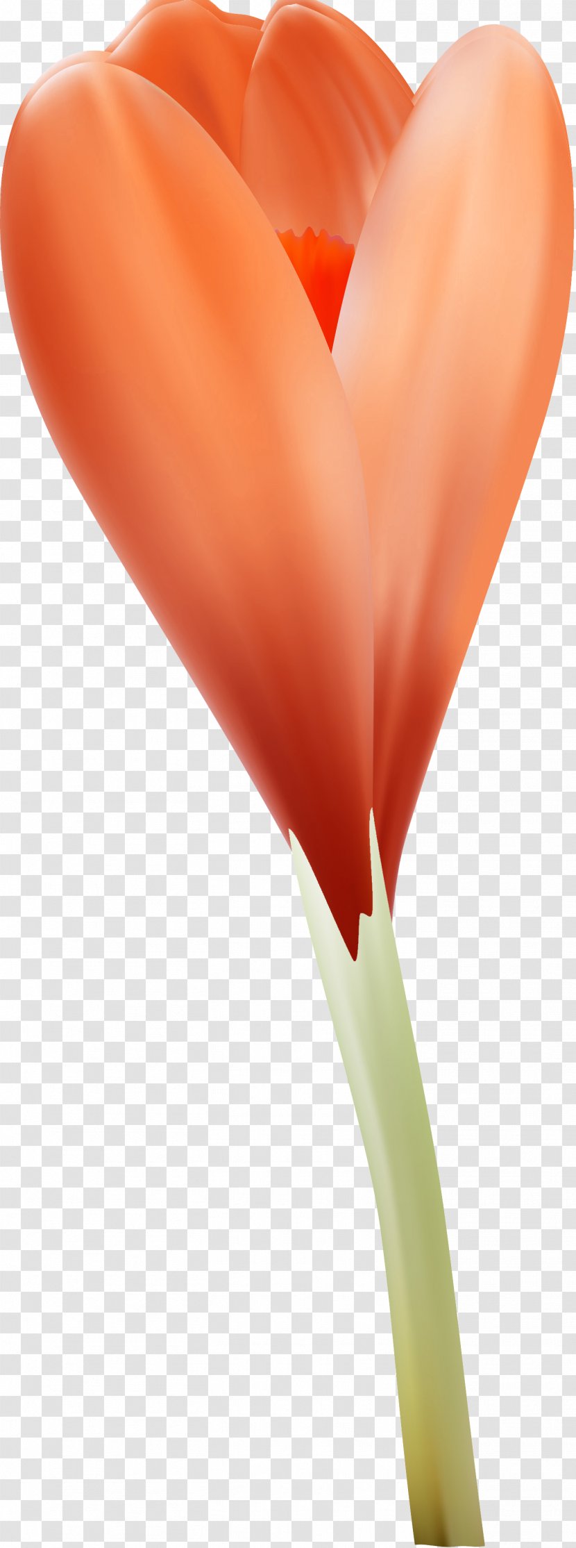 Flower Petal Heart Close-up - Orange - Crocus Transparent PNG