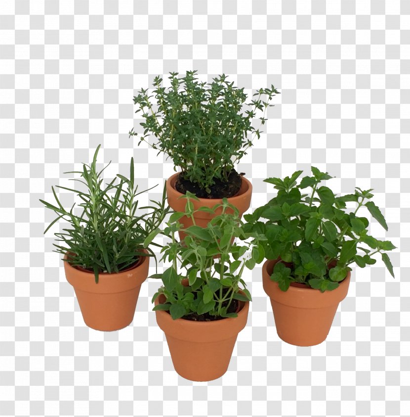 MINI Cooper Mini Herbs Fines Herbes - Potted Cactus Transparent PNG