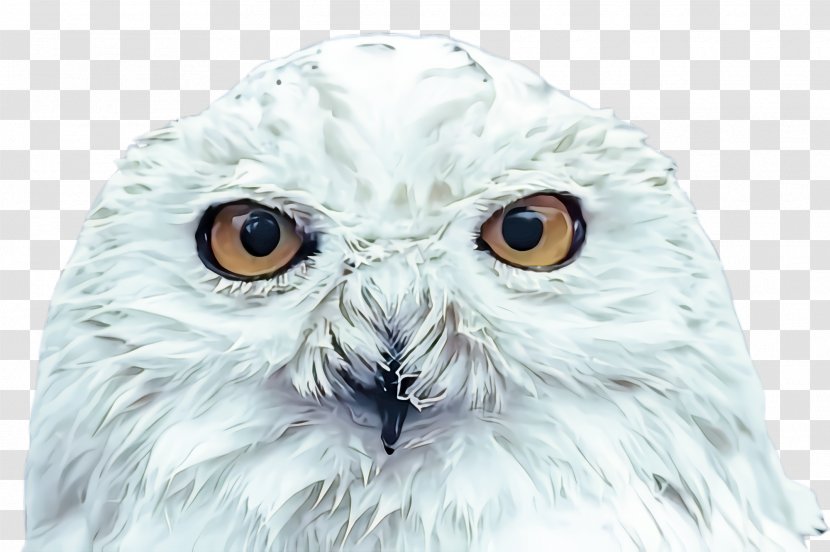 Owl Snowy Bird White Of Prey - Head - Iris Closeup Transparent PNG