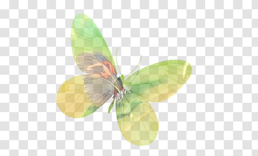 Pieridae Gossamer-winged Butterflies Moth - Lycaenid - C-17 Transparent PNG