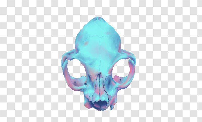 Skull Human Skeleton World Wide Web Consortium Head - Html Transparent PNG