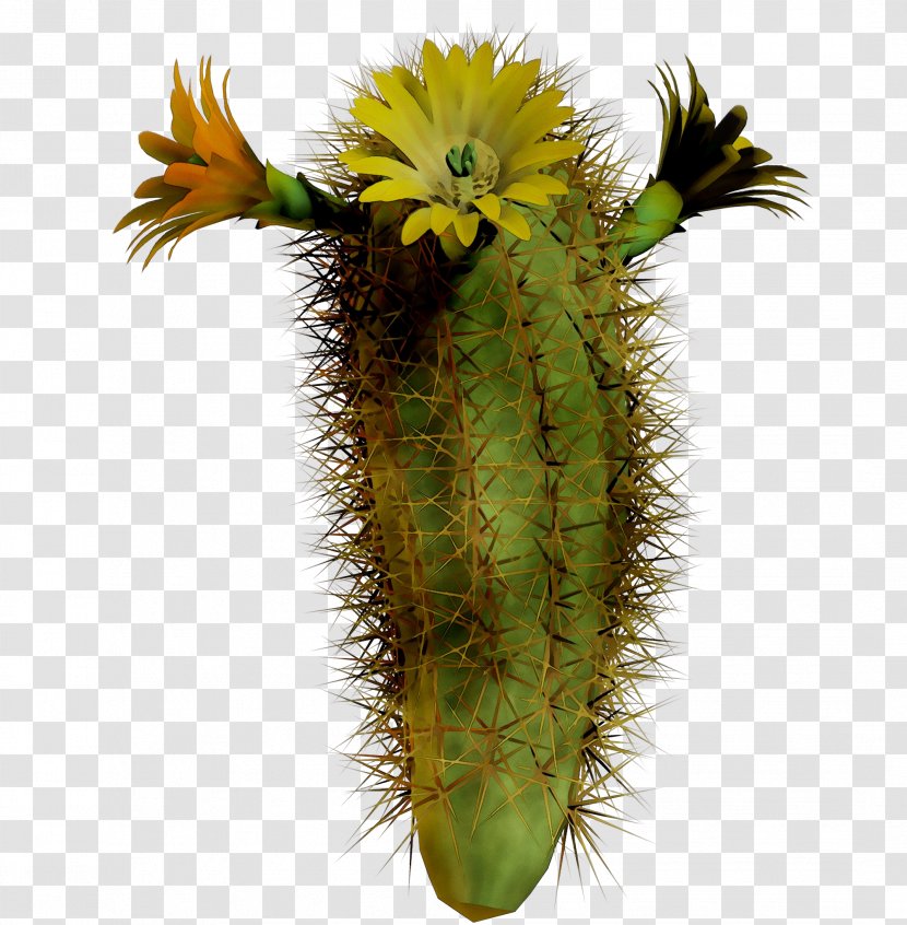 San Pedro Cactus Echinocereus Plant Stem Plants Transparent PNG