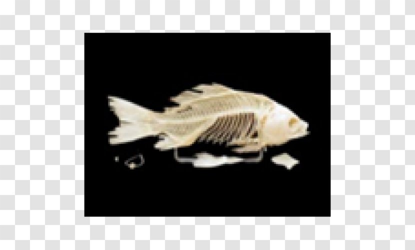 Bony Fishes Human Skeleton Vertebrate - Organism Transparent PNG