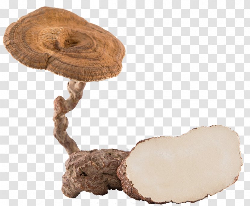 Milk Lignosus Rhinocerus Tiger Lingzhi Mushroom - Fungus - Fungi Transparent PNG
