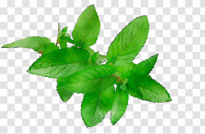 Basil Herbalism Leaf Plant Stem - Herb Transparent PNG