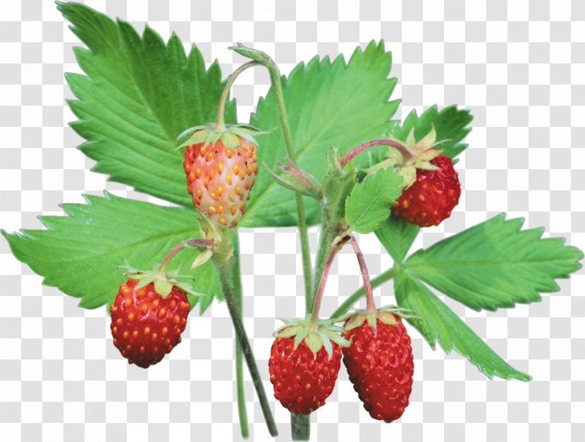 Wild Strawberry Musk Fruit - Berry Transparent PNG