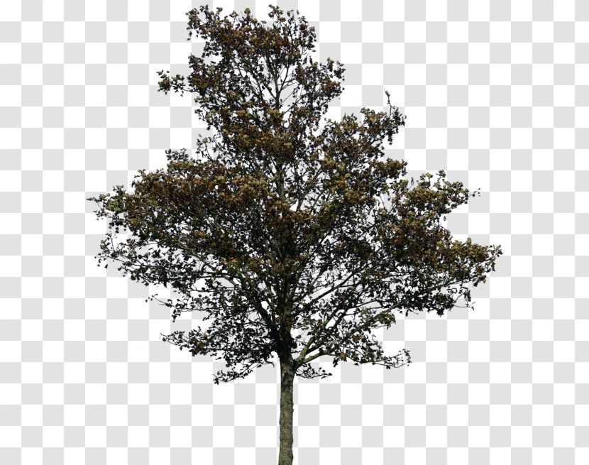 Tree Rendering - Plane Family - Trees Transparent PNG