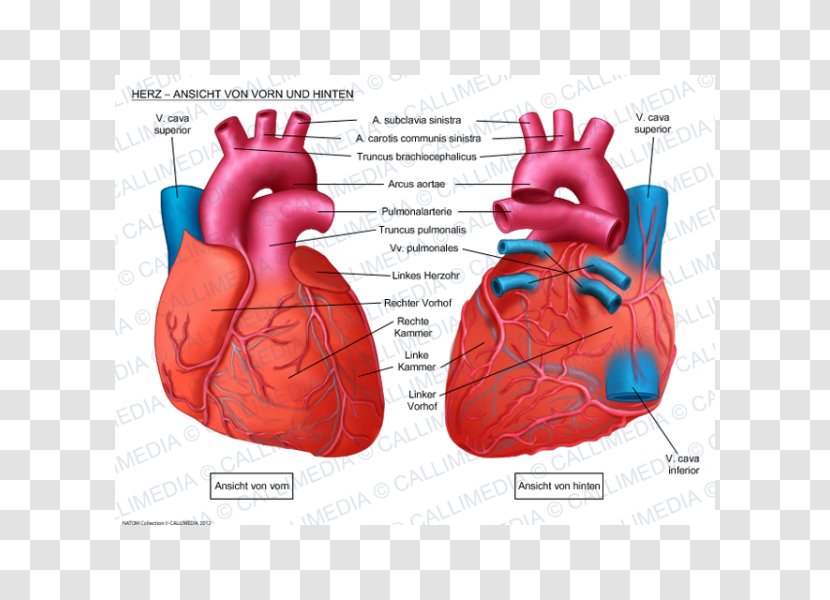 Human Heart Anatomy Coronal Plane Anterior Cardiac Veins - Watercolor Transparent PNG