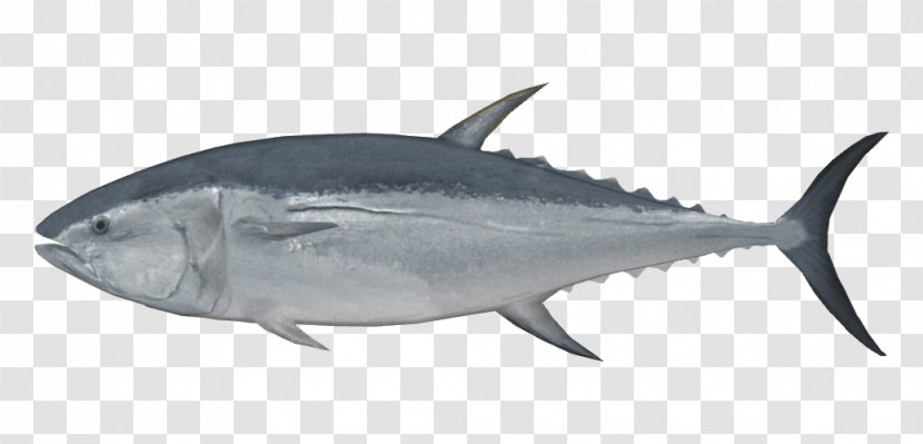 New Zealand Pacific Bluefin Tuna Albacore Sushi Fish - Bonito Transparent PNG
