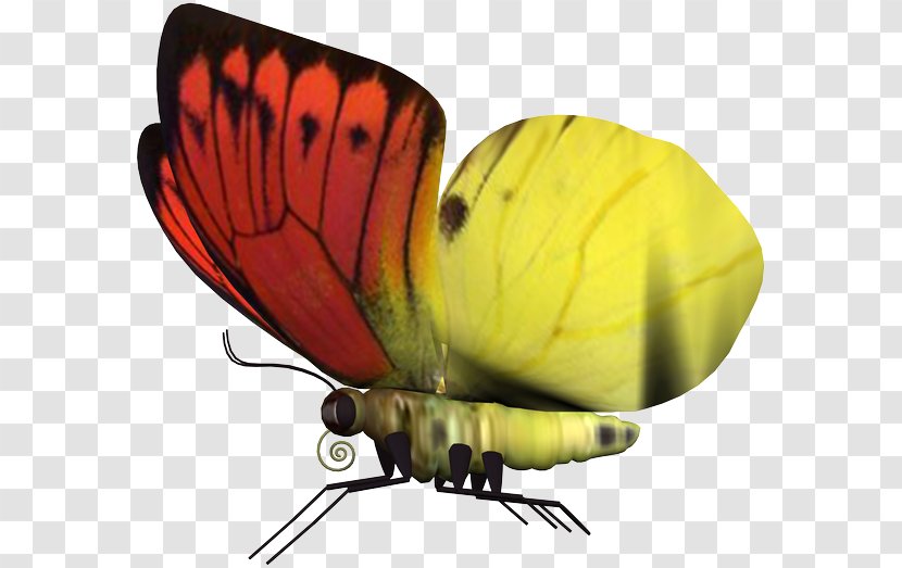 Butterfly - Insect - Adobe Animate Transparent PNG