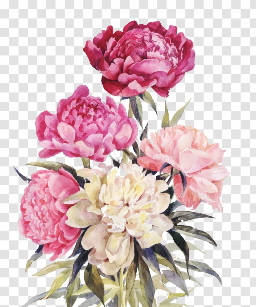 Peony Flower Bouquet Illustration - Rosa Centifolia - Pink And Red Flowers Transparent PNG