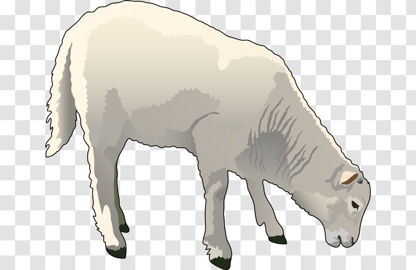 Sheep–goat Hybrid Clip Art - Pig - Sheep Transparent PNG