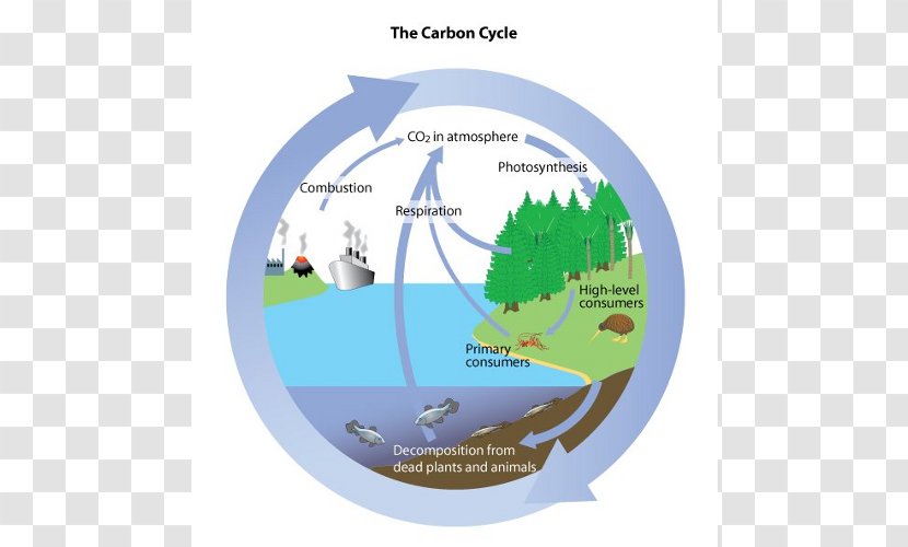 Carbon Cycle Water Biology Dioxide Oxygen Transparent PNG