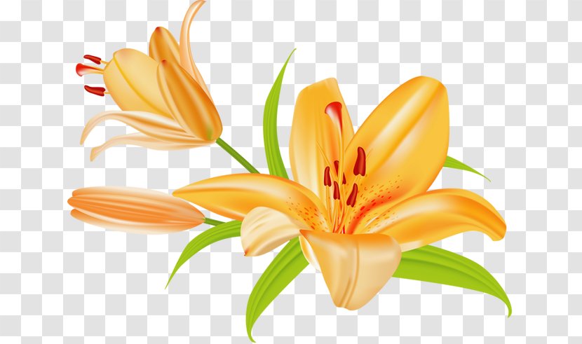 Flowers Background - Daylily - Hippeastrum Lily Order Transparent PNG