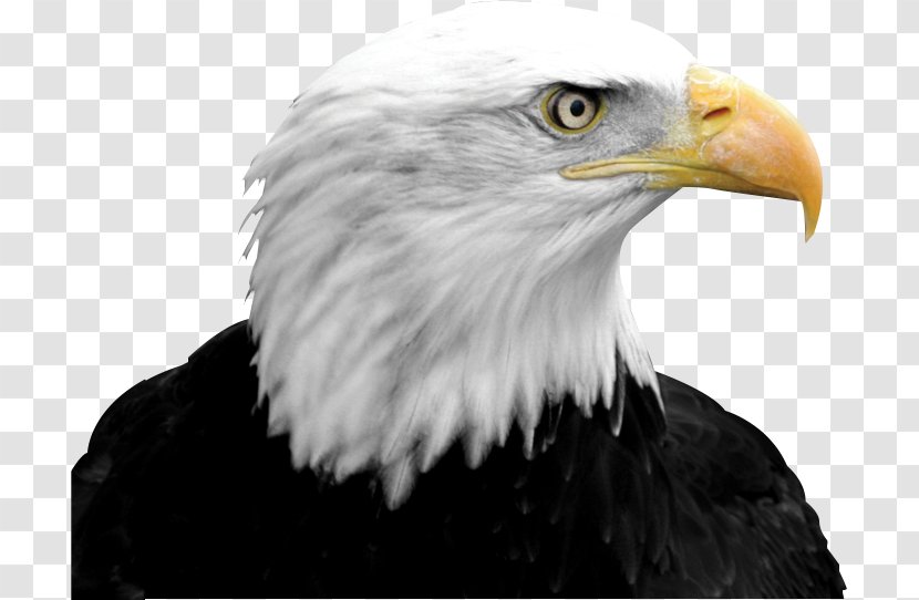 Bald Eagle Falcon Bird Clip Art - Accipitriformes Transparent PNG
