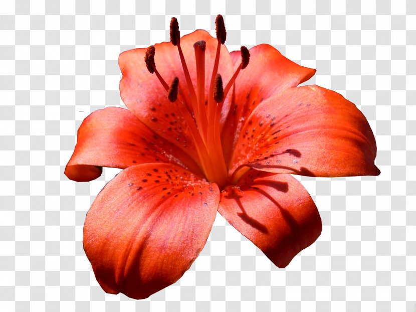 Lilium Bulbiferum Flower Bouquet Daylily Parfumerie Transparent PNG