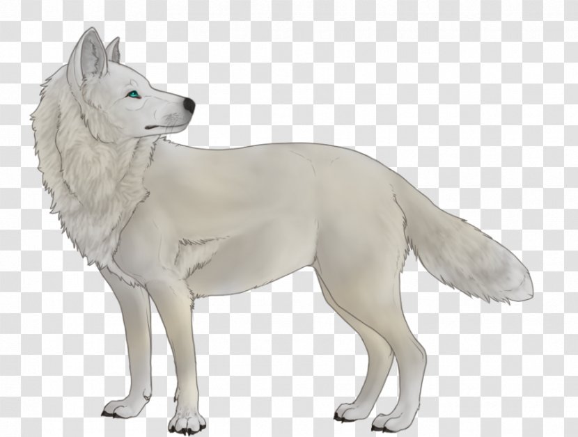 Canaan Dog Kishu Canadian Eskimo Korean Jindo White Shepherd - Saarloos Wolfdog - Gray Wolf Transparent PNG