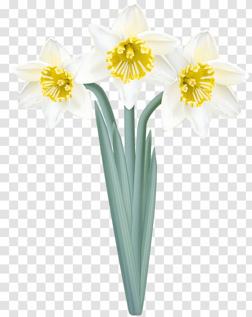 Flower Yellow Narcissus Plant Petal Transparent PNG