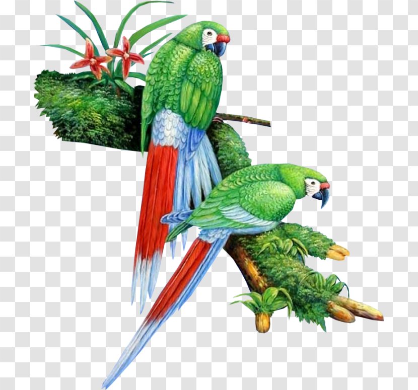 Bird Macaw Parrot Parakeet Beak - Perico - Oiseau Transparent PNG