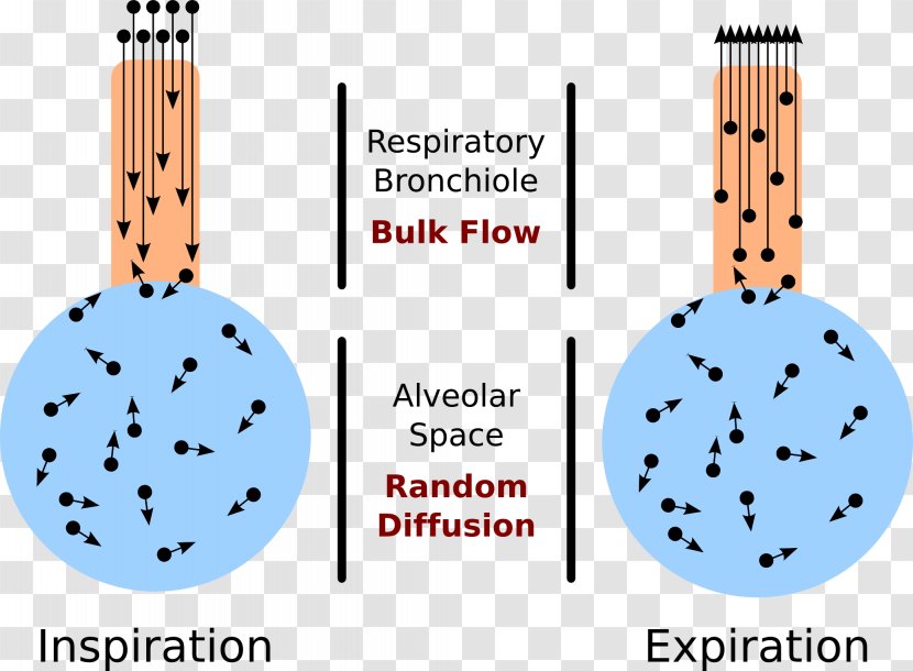 Alveolar Air Equation Pulmonary Alveolus Atmosphere Of Earth Blood Ventilation/perfusion Ratio - Ventilationperfusion Transparent PNG