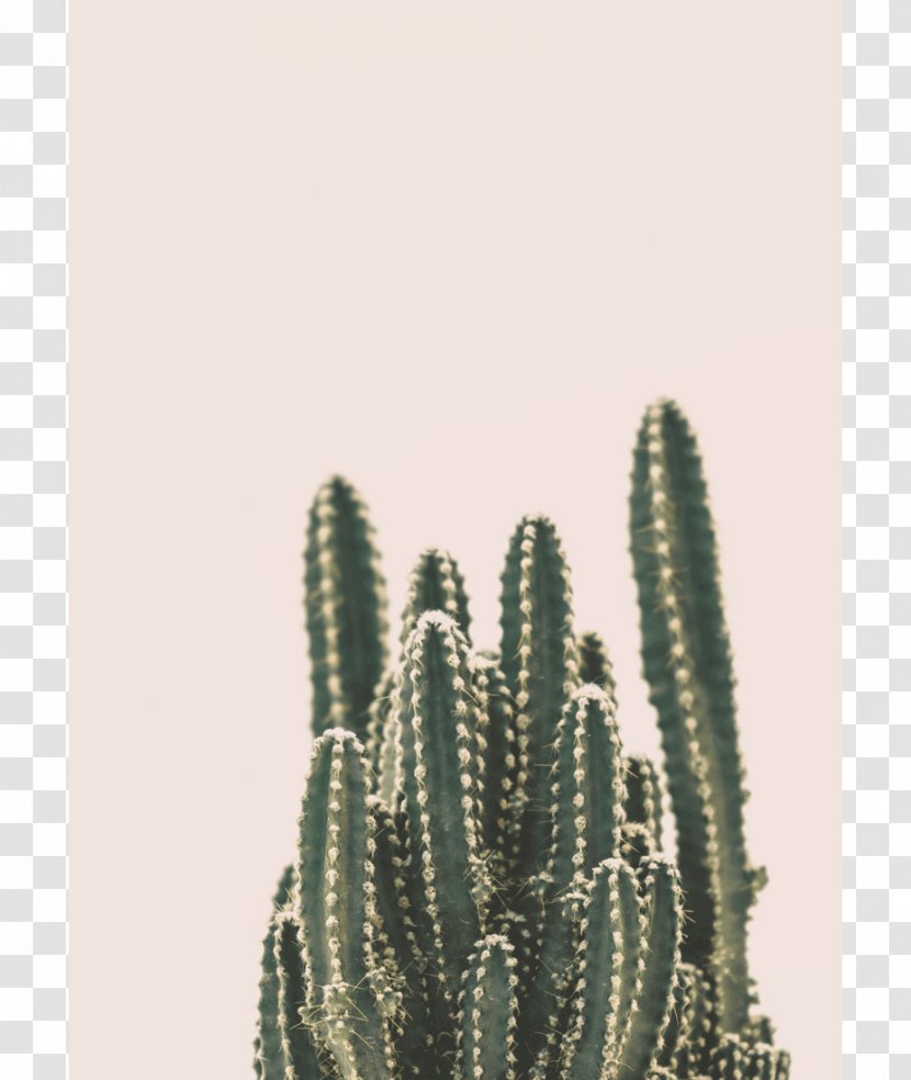 Cactaceae Printing Printmaking Art Wall - Flowering Plant - Cactus Transparent PNG