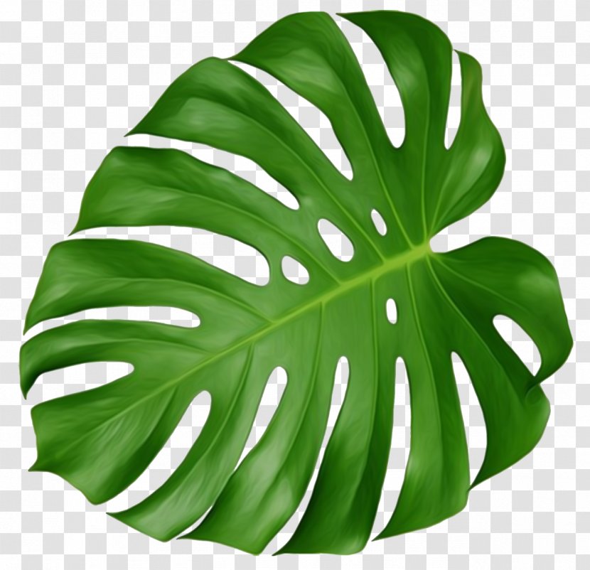 Swiss Cheese Plant Leaf Houseplant Leaves - Royaltyfree - Leafy Flowers Transparent PNG