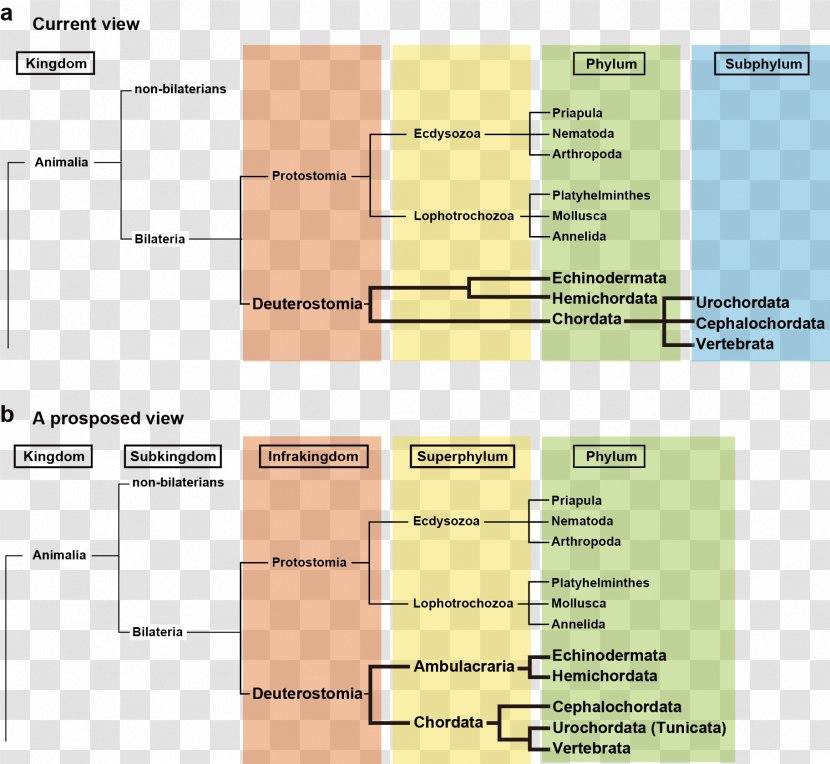 Line Diagram Angle - Area Transparent PNG