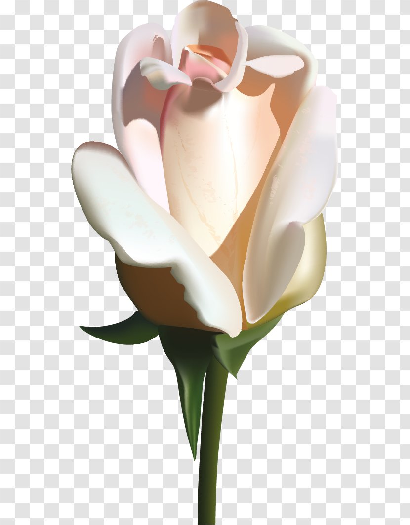 Garden Roses Flower Pink - Seed Plant - Rose Transparent PNG