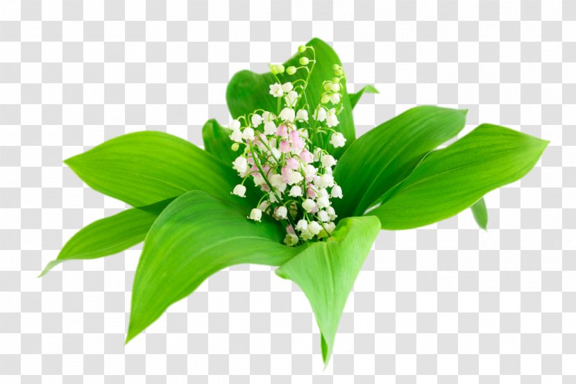 Euclidean Vector Icon - Flower - Green Lily Of The Valley Transparent PNG