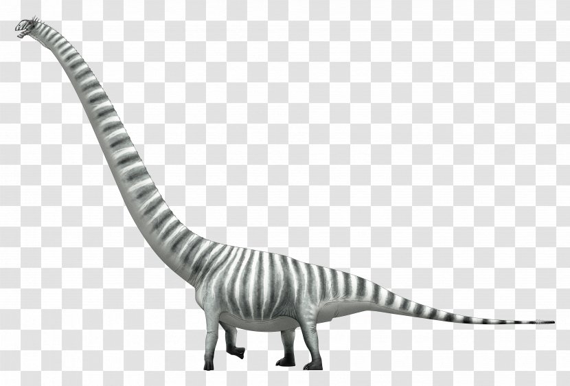 Mamenchisaurus Dinosaur Lusotitan Sauropoda Brachiosaurus - Neck Transparent PNG