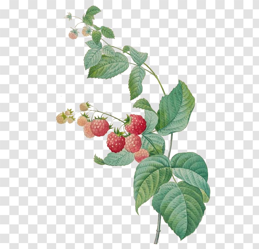 Choix Des Plus Belles Fleurs Pierre-Joseph Redouté (1759-1840) Fruits And Flowers Printmaking - Loganberry Transparent PNG