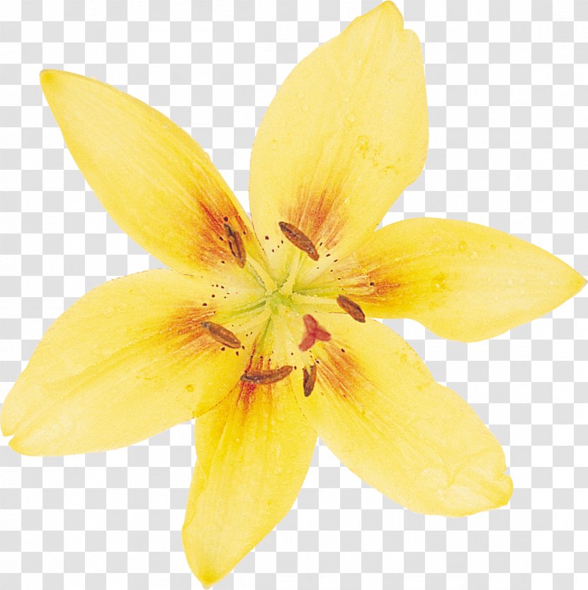 Daffodil Flower Desktop Wallpaper Lilium - Botanical Illustration Transparent PNG