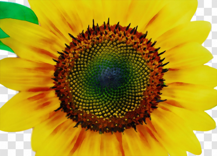 Sunflower Transparent PNG