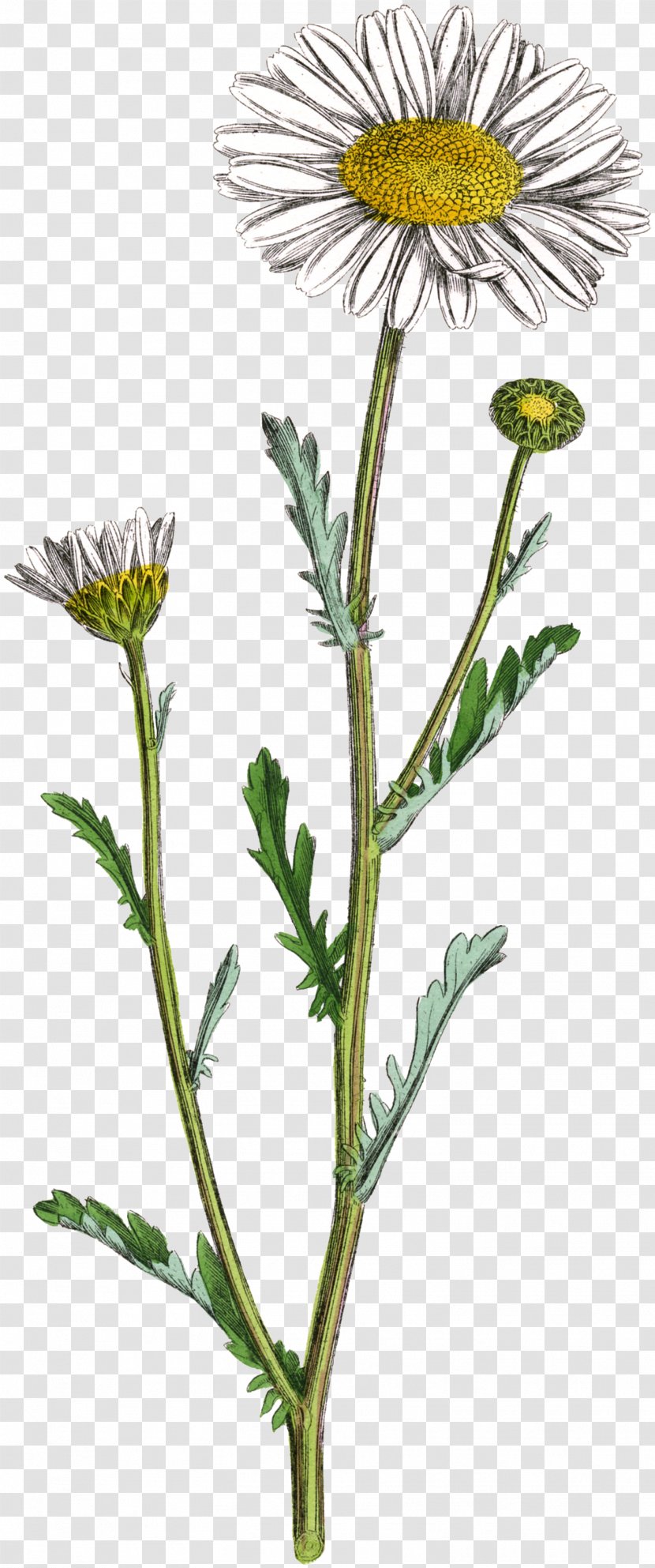 Oxeye Daisy Family Common Chrysanthemum Glebionis Segetum - Perennial Plant - Speckled Button Transparent PNG