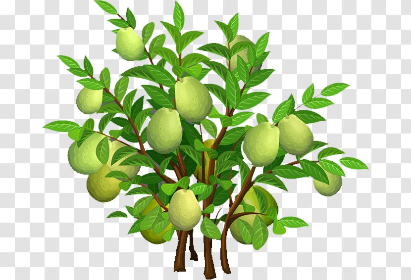 Mangifera Indica Tree Mango - Key Lime Transparent PNG