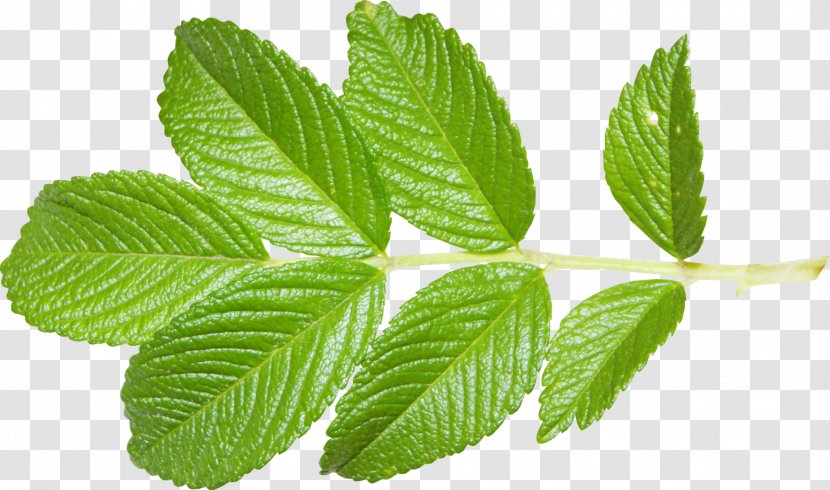 Leaflet Red Raspberry Plant Rose - Tree - Pepermint Transparent PNG