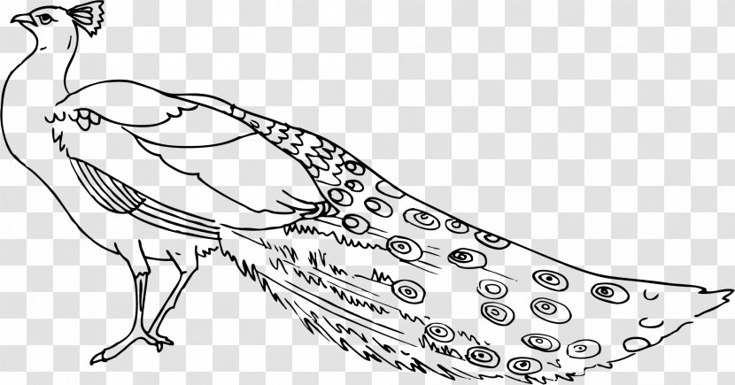 Peafowl Black And White Free Content Clip Art - Peacock Cliparts Transparent PNG