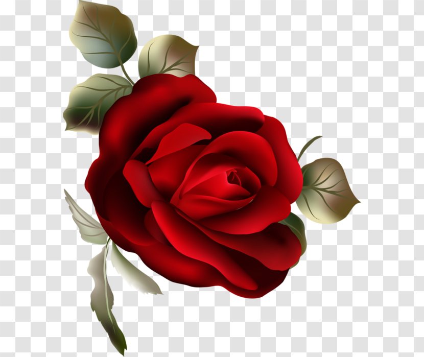 Garden Roses Flower Clip Art - Rose Transparent PNG