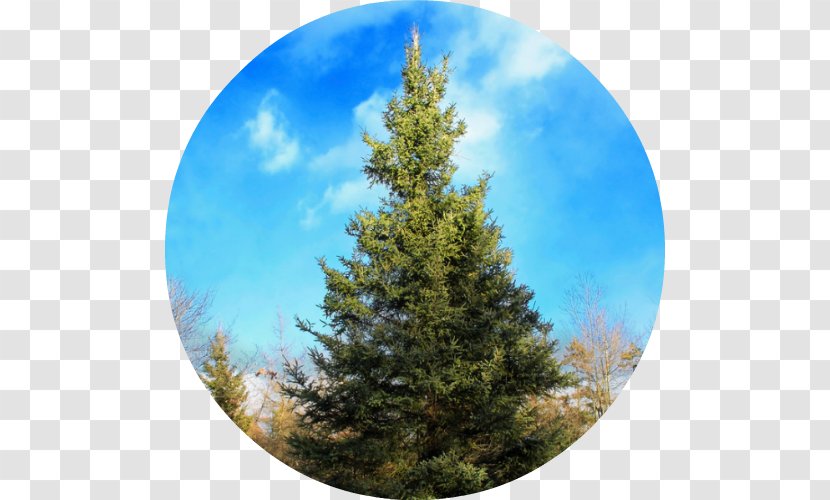 Black Spruce Conifers Larch White Balsam Fir - Conifer Transparent PNG