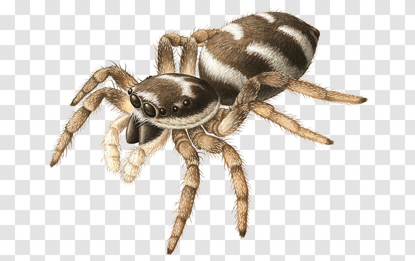 Angulate Orbweavers Wolf Spider Tarantula Scorpion - Arachnid Transparent PNG