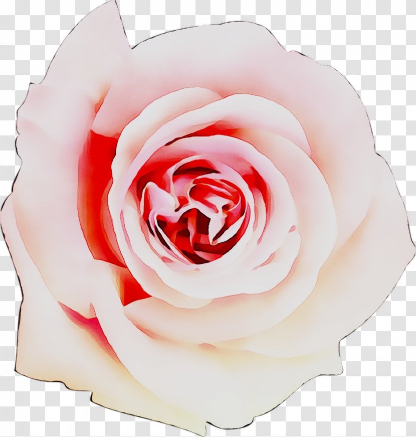 Garden Roses Pink Cut Flowers Beach Rose - Closeup Transparent PNG