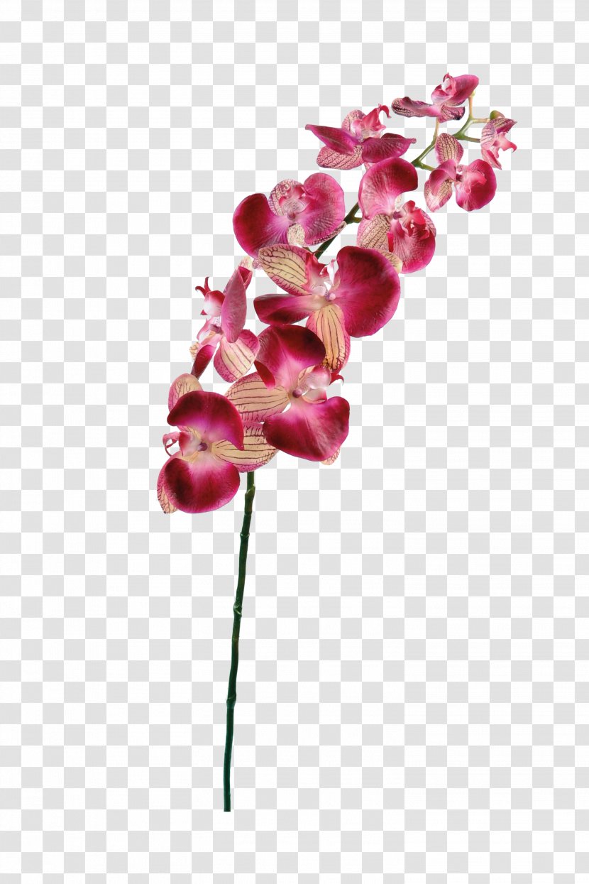 Flower Moth Orchids Plant Stem Petal - Flora - Floating Petals Transparent PNG