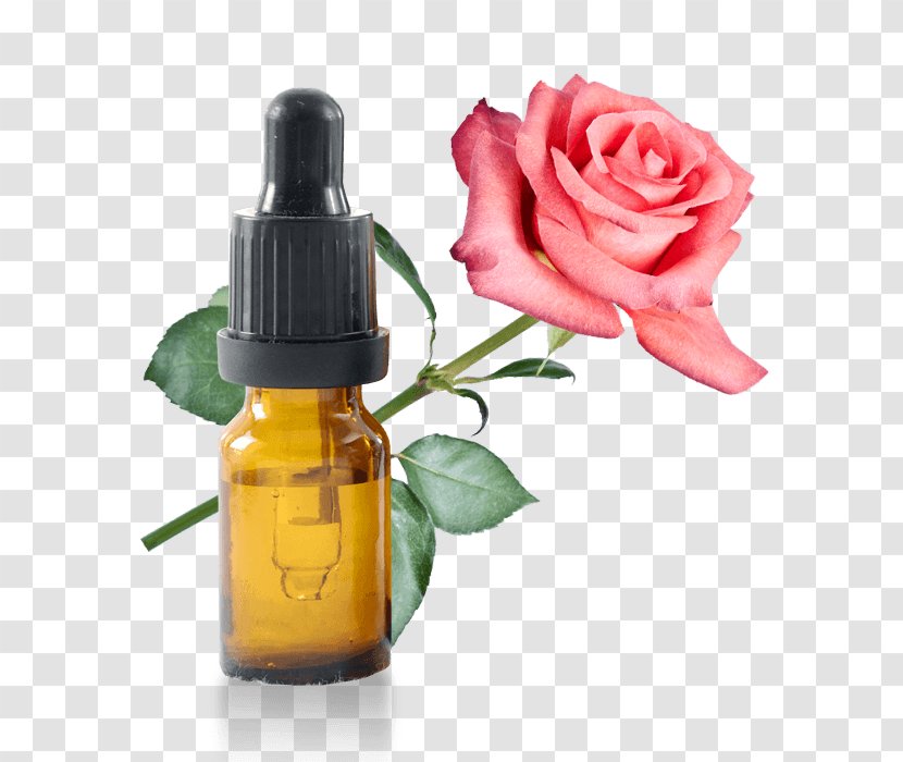 Lotion Cosmetics Herbal Distillate Rose Water Garden Roses - Oil Transparent PNG