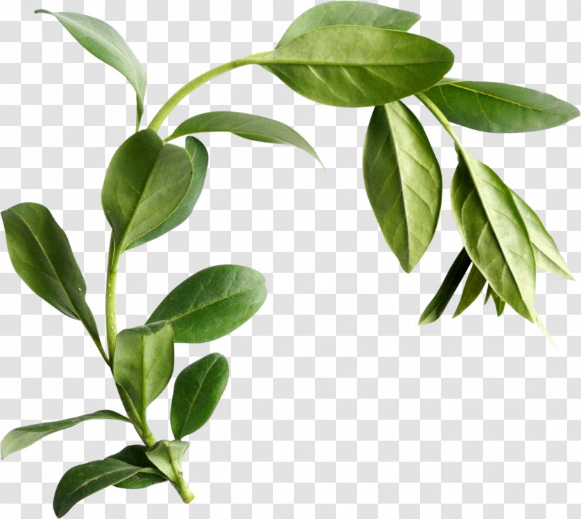 Leaf Plant Stem Herb - Tree Transparent PNG