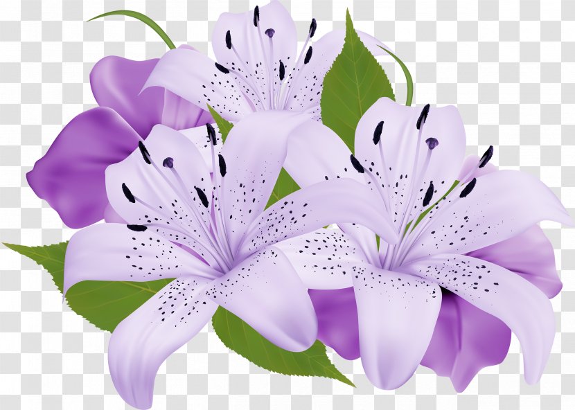 Flower Bouquet Purple Clip Art - Flowering Plant - Callalily Transparent PNG